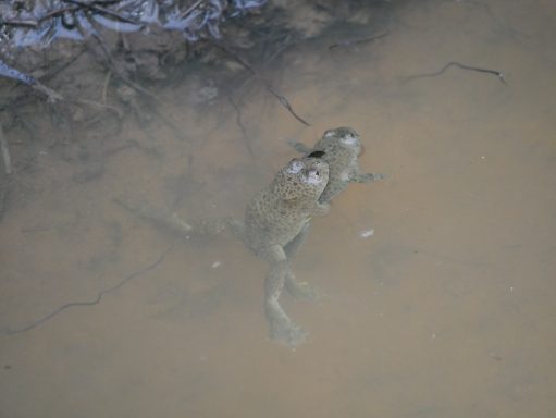 Gelbbauchunken auf der Dicke